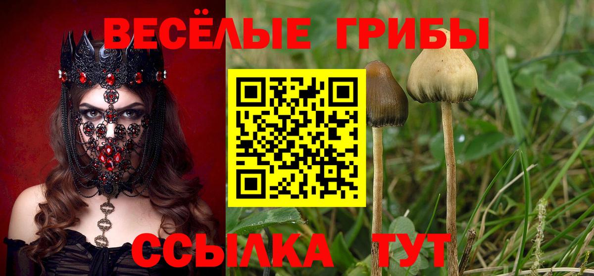 Галлюциногенные грибы Psilocybe Дербент